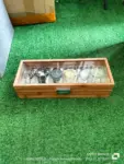 Watch-display-case.webp